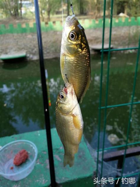 被養魚|【被養魚】被養魚是什麼意思？慘遭釣魚上鈎？搞懂5大「暈船自。